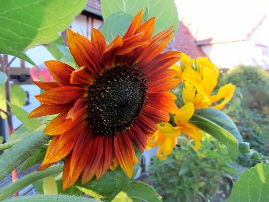 Bild Praxis Sonnenblumen v2