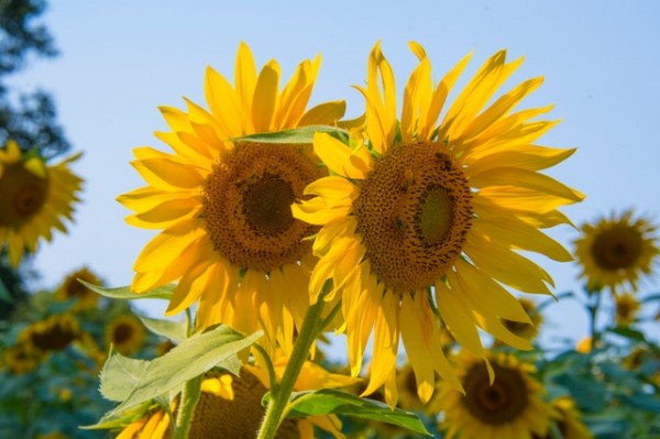 Sonnenblumen Praxis v2