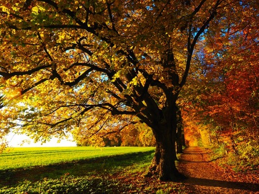 Herbst Baum Praxis Herbst Baum Praxis